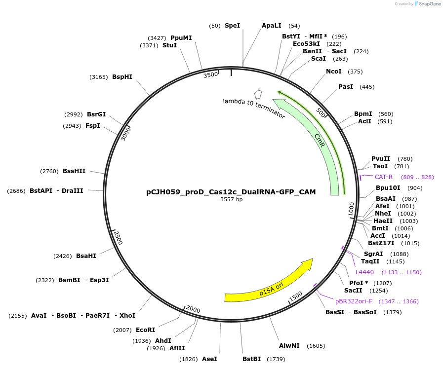 183076-plasmid-map-sequence-id-358543
