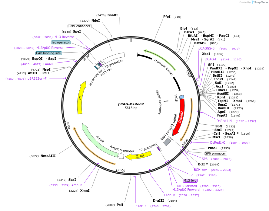 15777-plasmid-map-sequence-id-358564