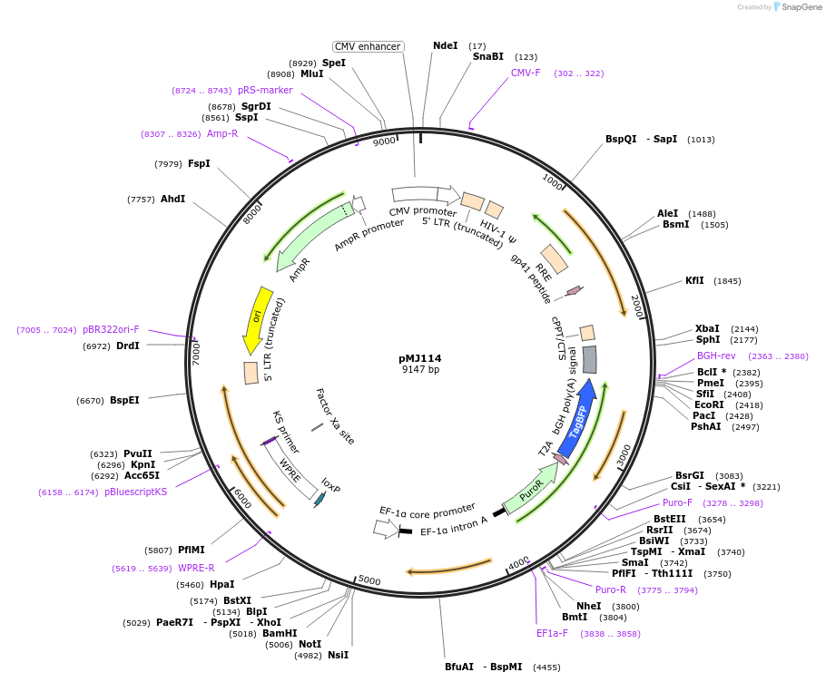 85995-plasmid-map-sequence-id-358565