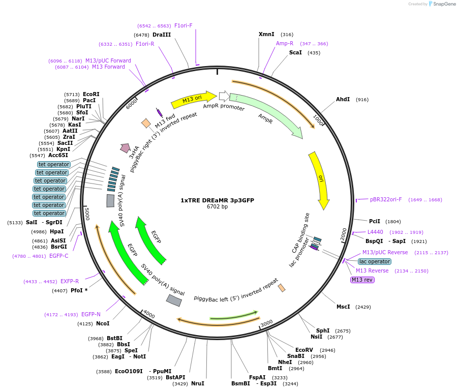 182203-plasmid-map-sequence-id-358578