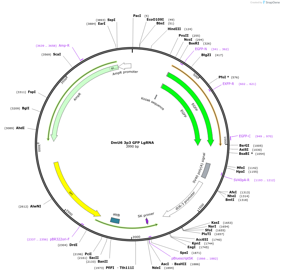 182207-plasmid-map-sequence-id-358579