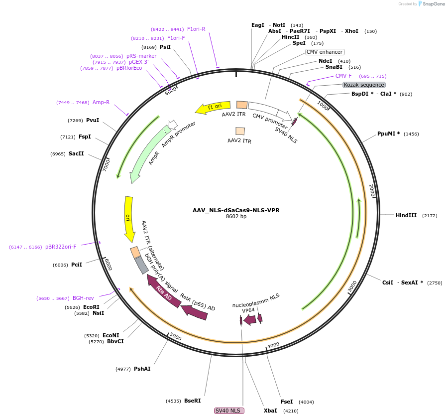 68495-plasmid-map-sequence-id-358582