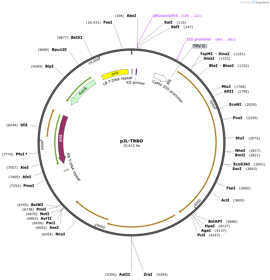 80082-plasmid-map-sequence-id-358589