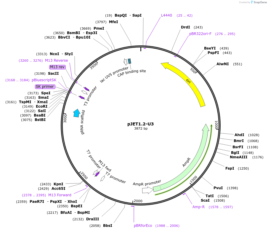 173156-plasmid-map-sequence-id-358592