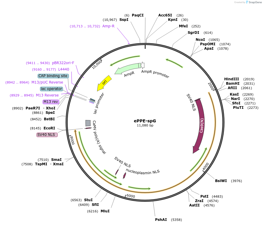 183096-plasmid-map-sequence-id-358615