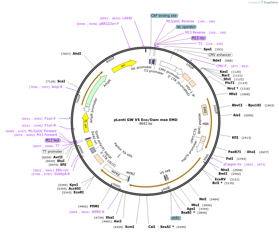 182675-plasmid-map-sequence-id-358621