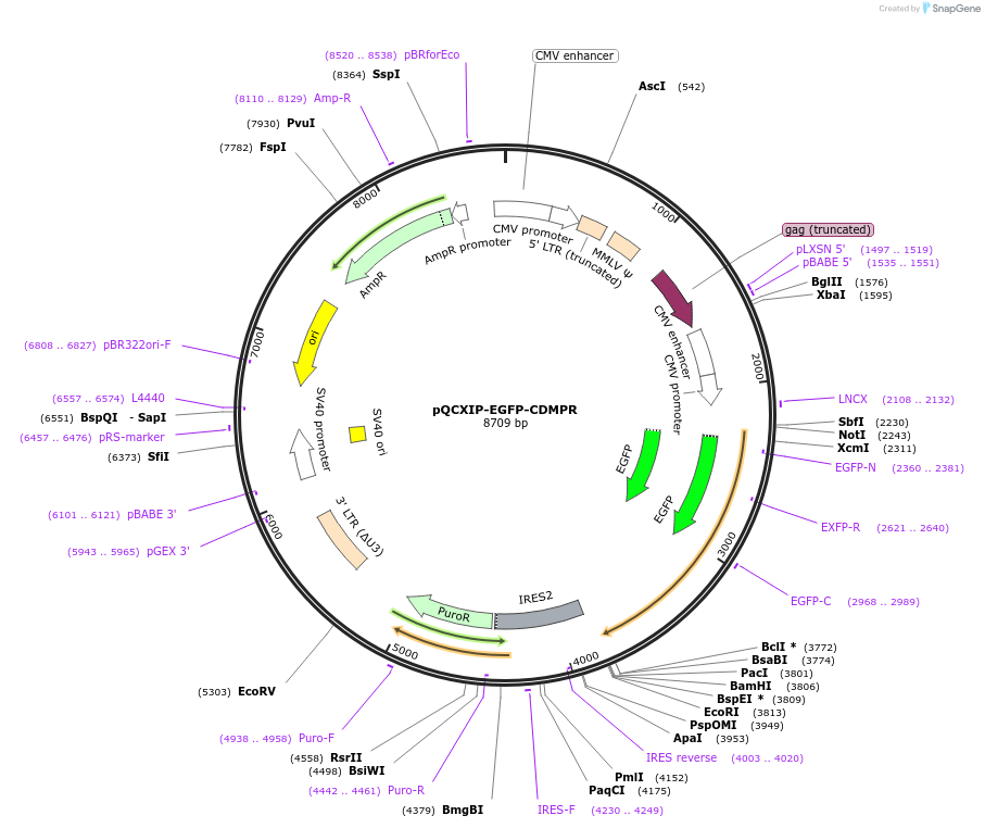 182642-plasmid-map-sequence-id-358624