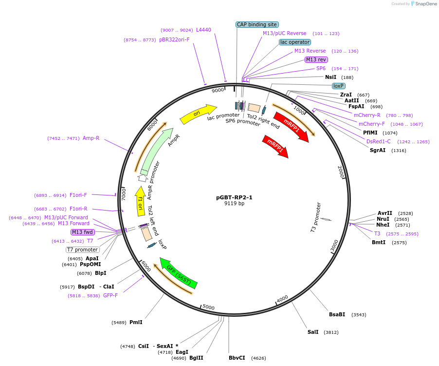 31828-plasmid-map-sequence-id-35863