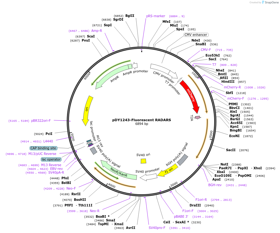 182540-plasmid-map-sequence-id-358634