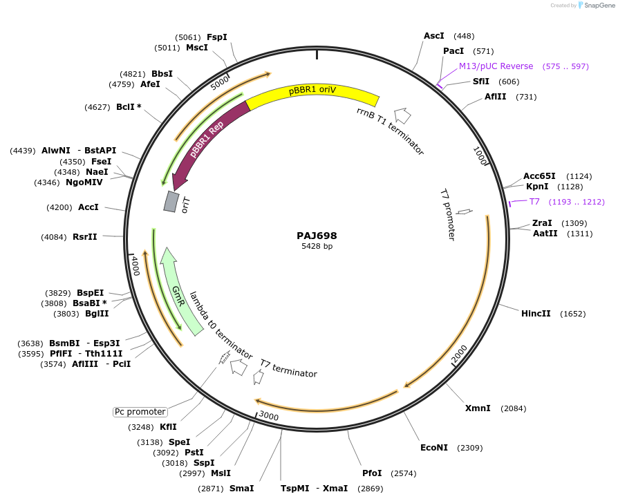 178947-plasmid-map-sequence-id-358654