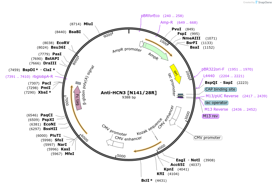 177499-plasmid-map-sequence-id-358658