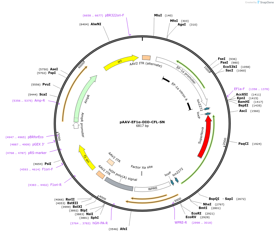 181740-plasmid-map-sequence-id-358660