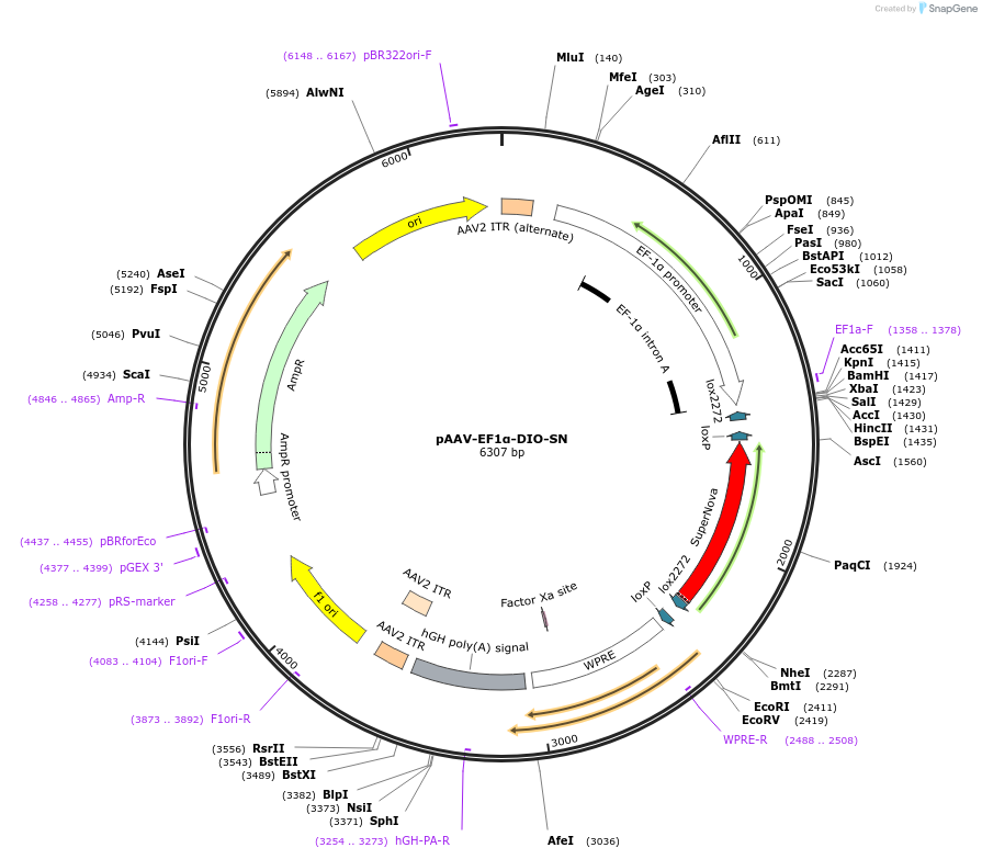 181741-plasmid-map-sequence-id-358665