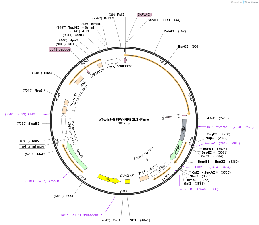 181917-plasmid-map-sequence-id-358682