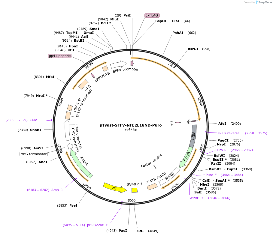 181918-plasmid-map-sequence-id-358683