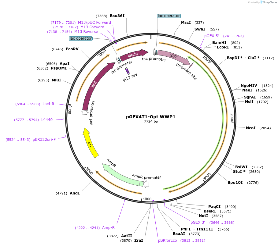 179327-plasmid-map-sequence-id-358706