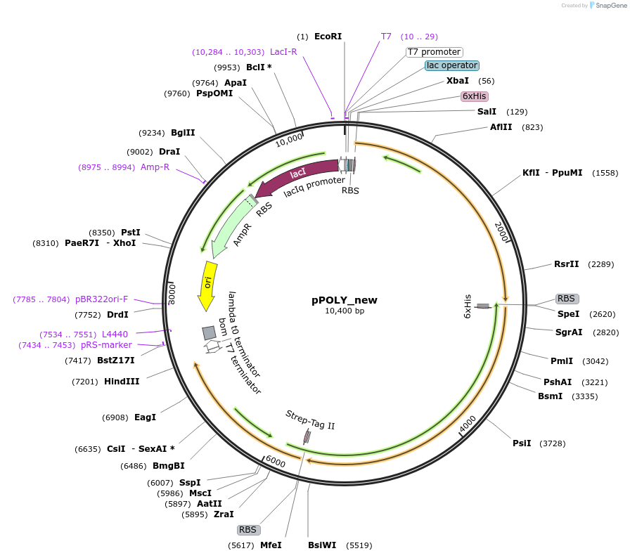 179276-plasmid-map-sequence-id-358730