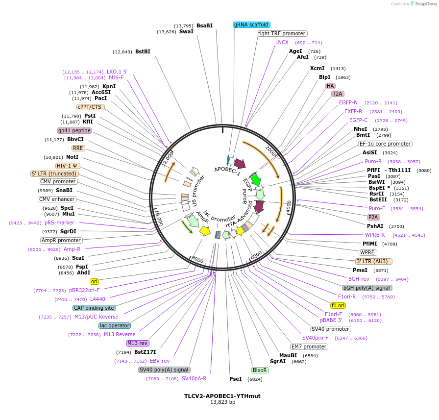 178950-plasmid-map-sequence-id-358737