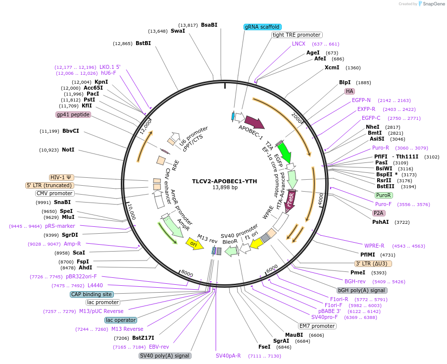 178949-plasmid-map-sequence-id-358738
