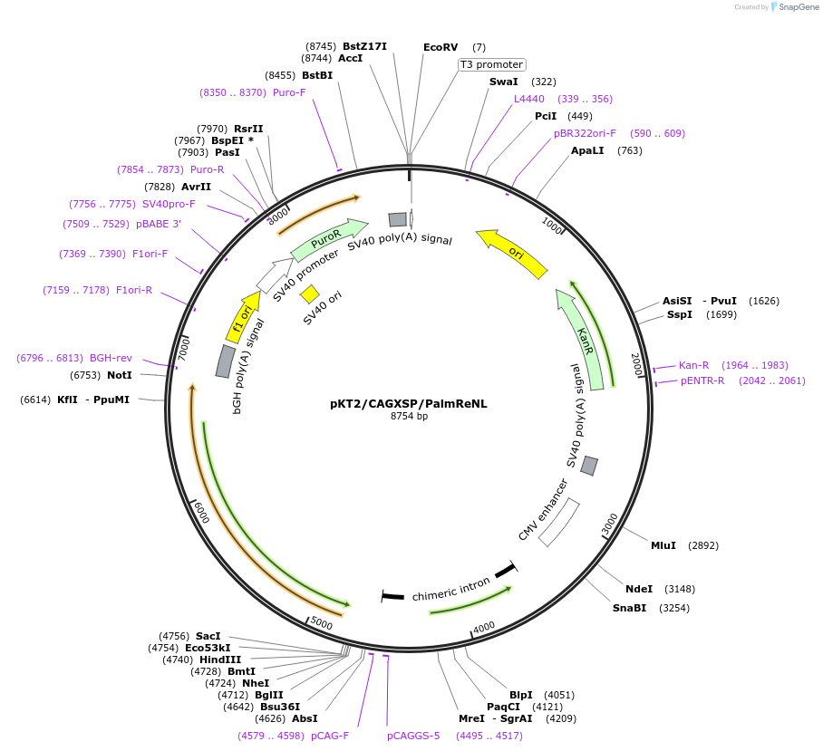 182970-plasmid-map-sequence-id-358740