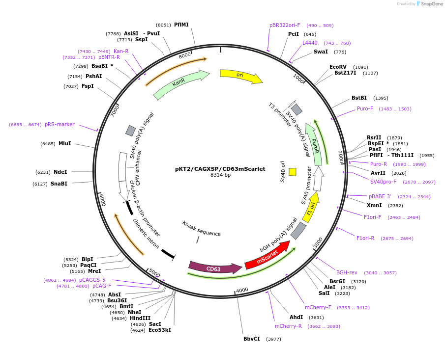 182972-plasmid-map-sequence-id-358742