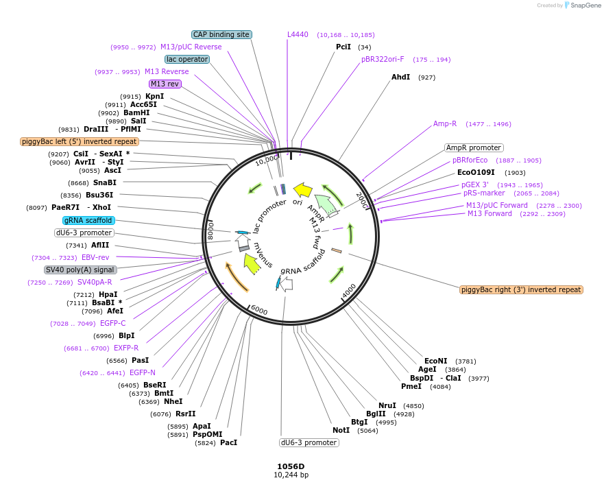 183132-plasmid-map-sequence-id-358743