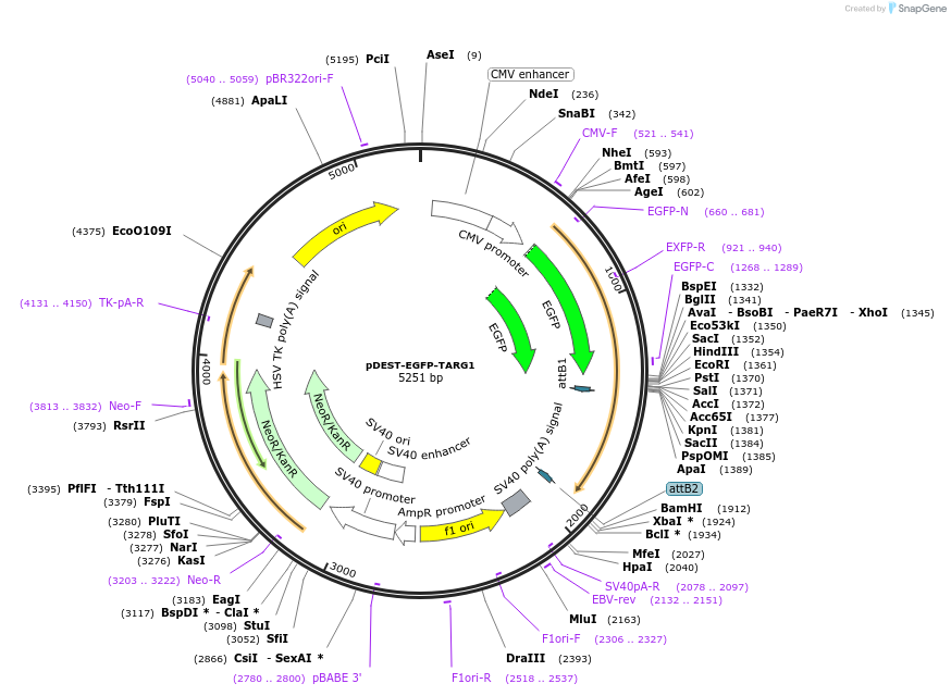 172586-plasmid-map-sequence-id-358809