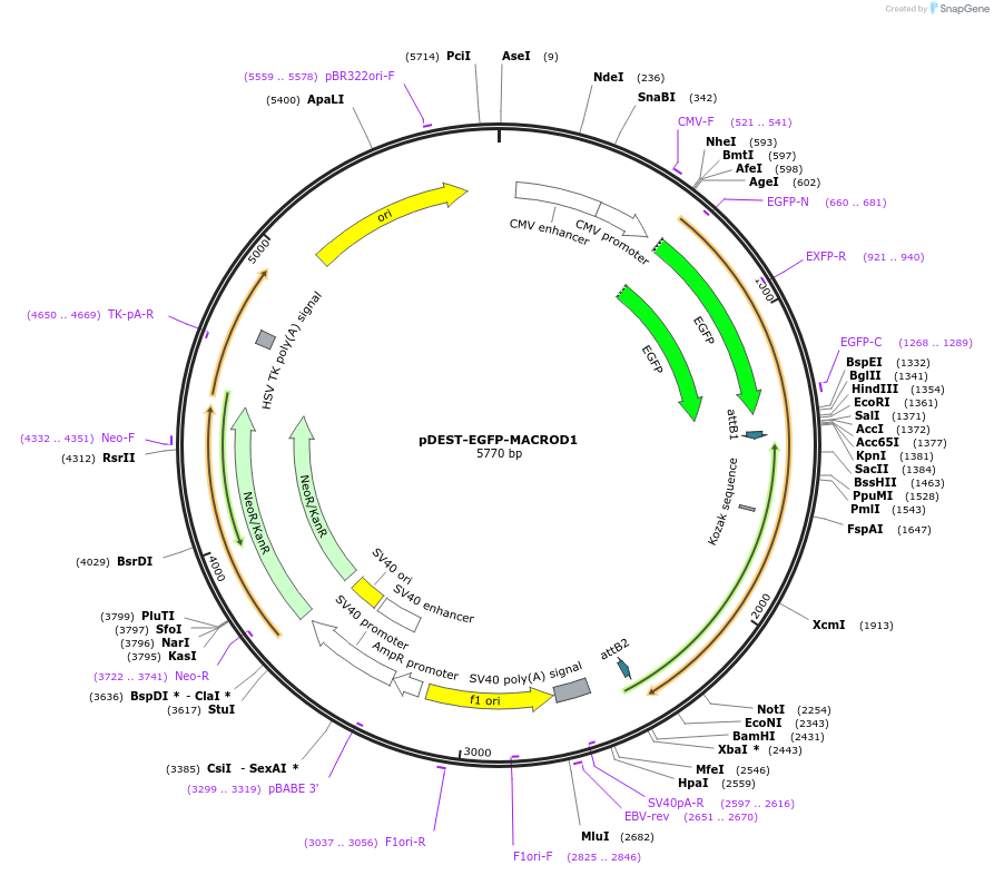 172584-plasmid-map-sequence-id-358810
