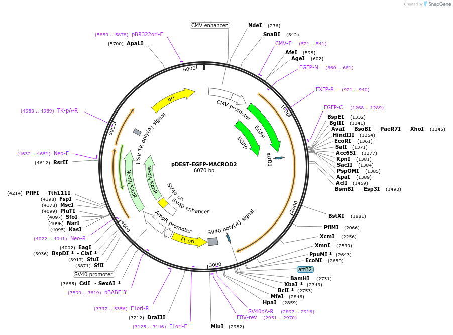 172585-plasmid-map-sequence-id-358811