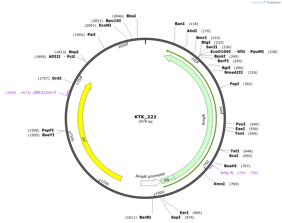 180537-plasmid-map-sequence-id-358816
