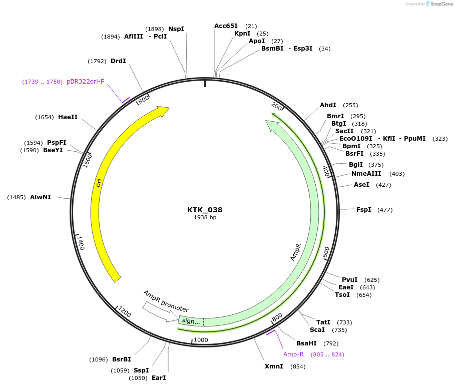 180560-plasmid-map-sequence-id-358817