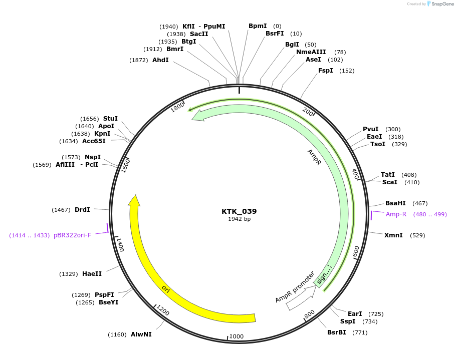 180561-plasmid-map-sequence-id-358818