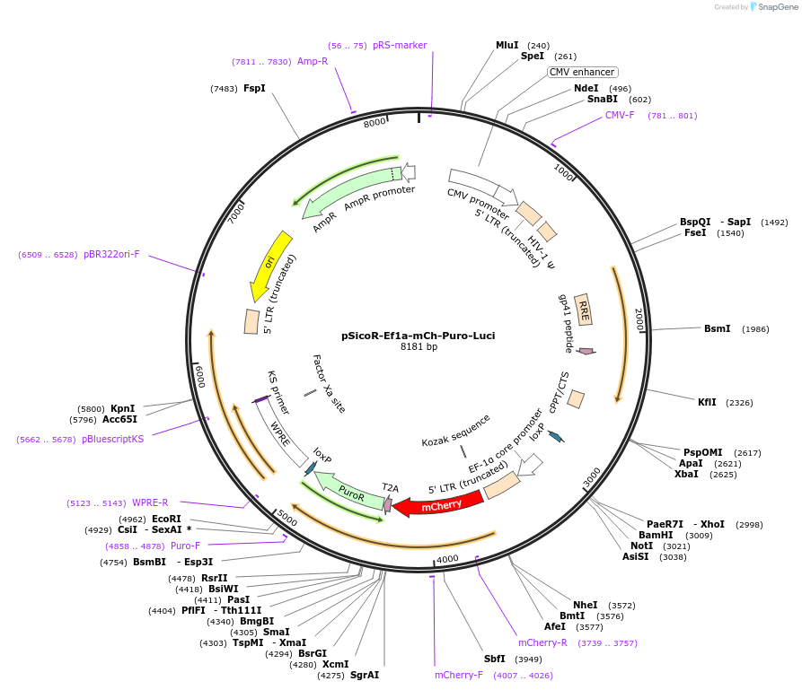 31850-plasmid-map-sequence-id-35882