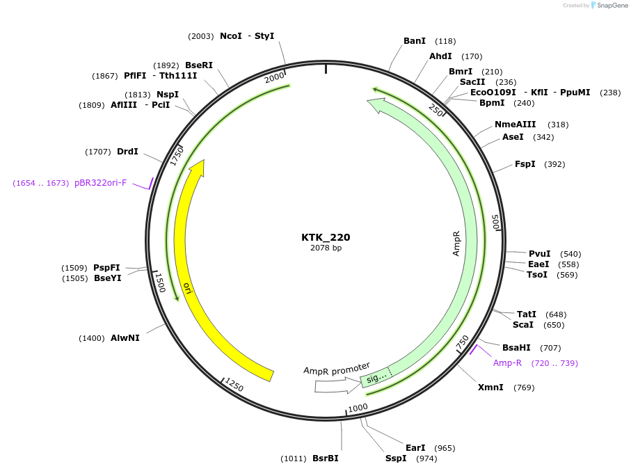 180535-plasmid-map-sequence-id-358821