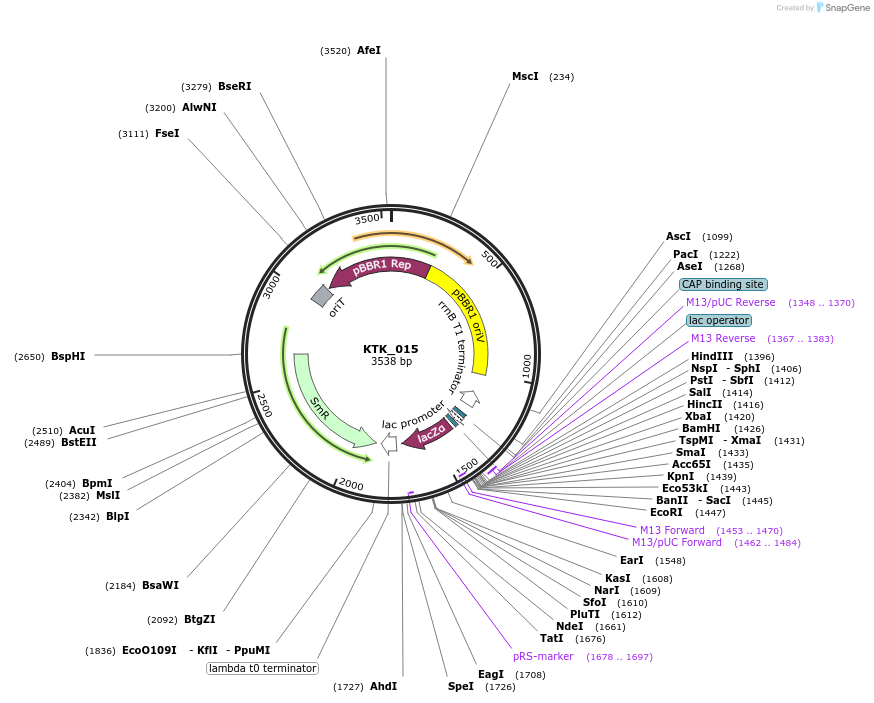 180522-plasmid-map-sequence-id-358822