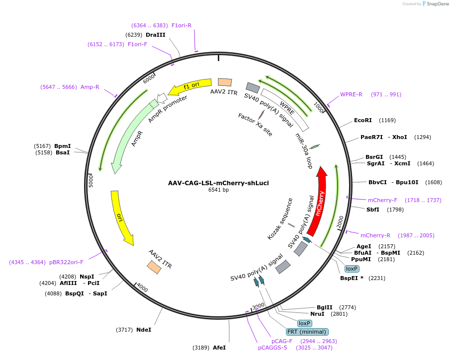 178590-plasmid-map-sequence-id-358824