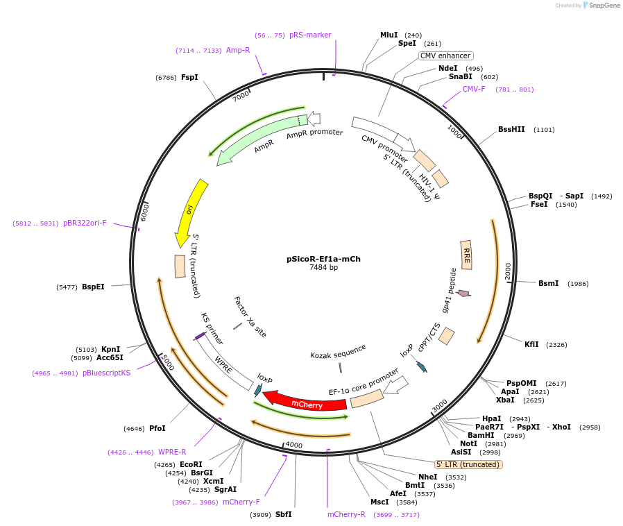 31847-plasmid-map-sequence-id-35883