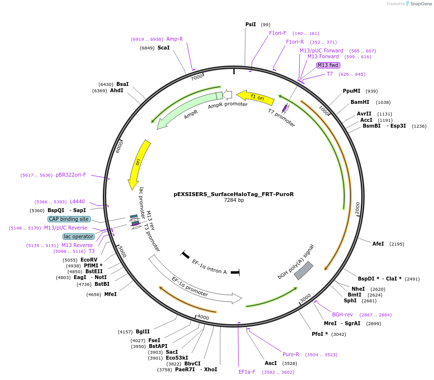 177869-plasmid-map-sequence-id-358833