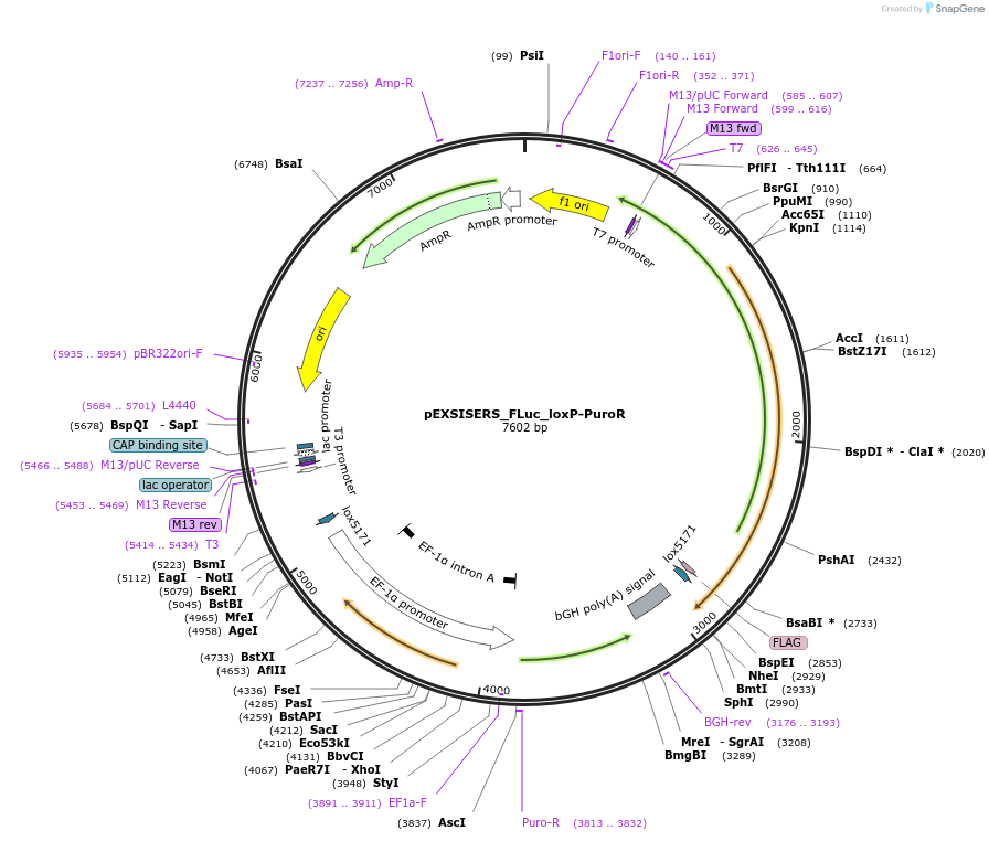 177866-plasmid-map-sequence-id-358834