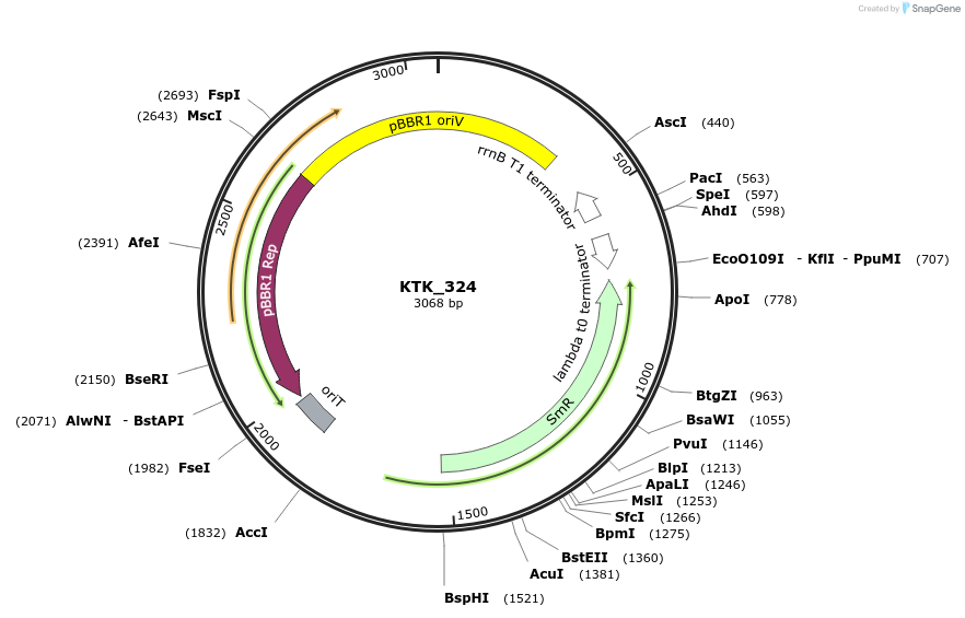 180566-plasmid-map-sequence-id-358835