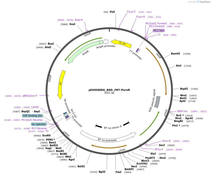 177867-plasmid-map-sequence-id-358836