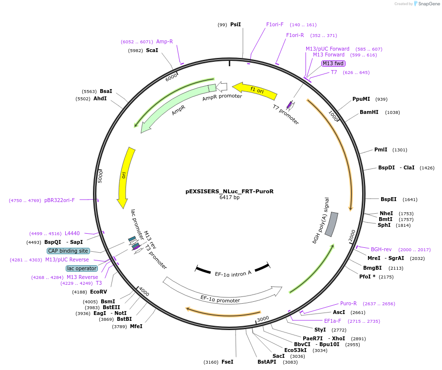 177865-plasmid-map-sequence-id-358837
