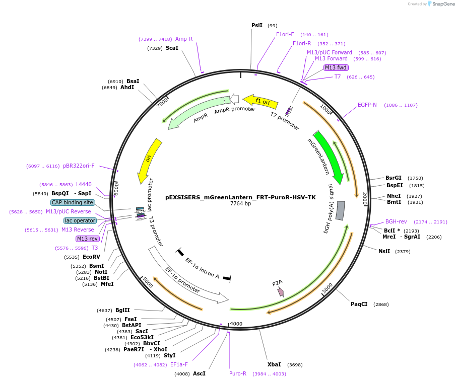 177868-plasmid-map-sequence-id-358838