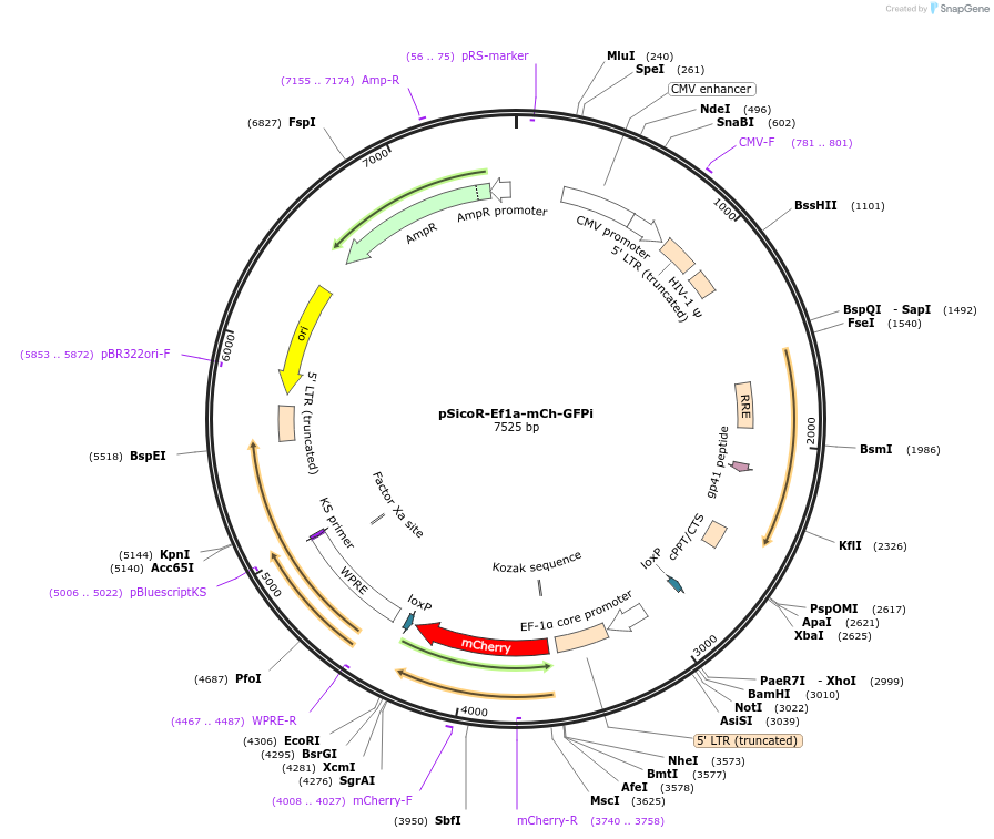 31849-plasmid-map-sequence-id-35884