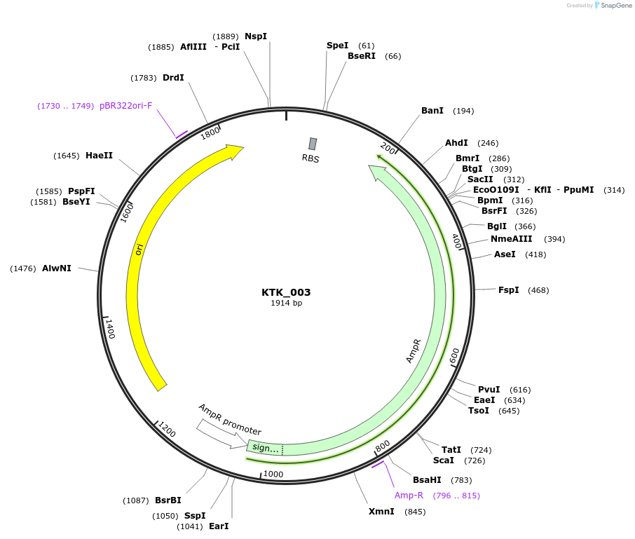 180541-plasmid-map-sequence-id-358843