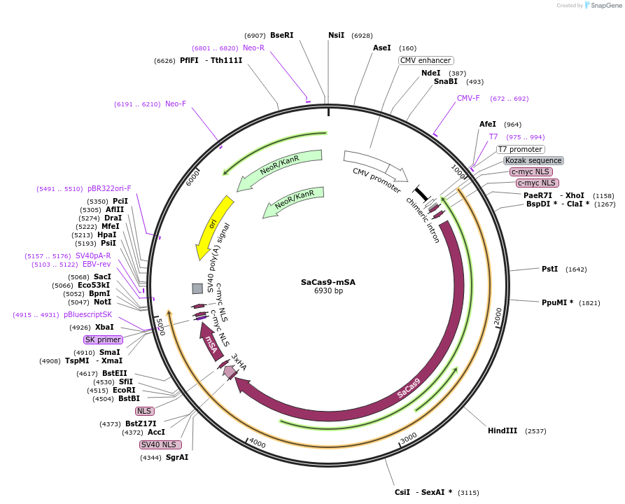 182953-plasmid-map-sequence-id-358845