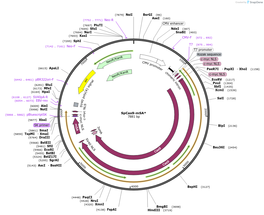 182952-plasmid-map-sequence-id-358846