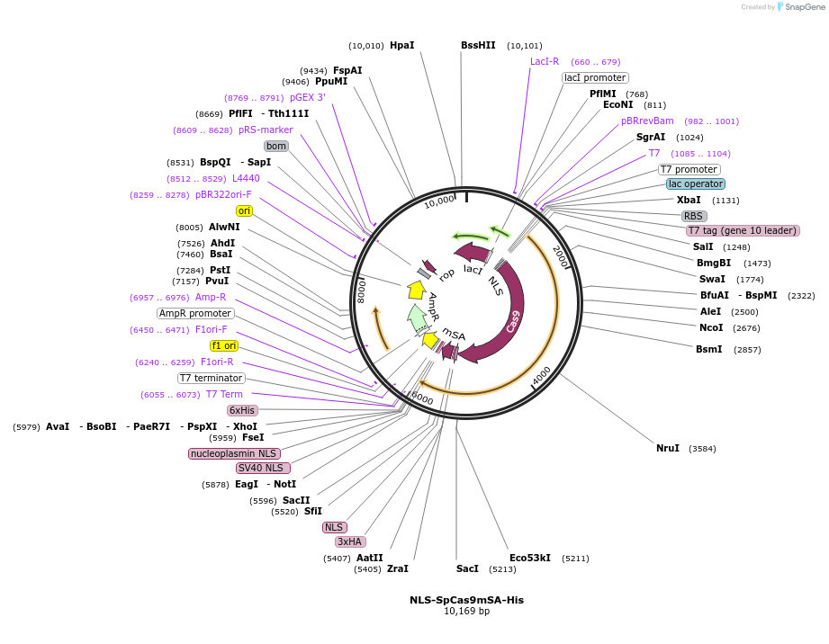 182951-plasmid-map-sequence-id-358848