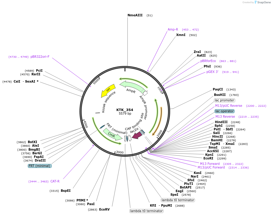 180525-plasmid-map-sequence-id-358850