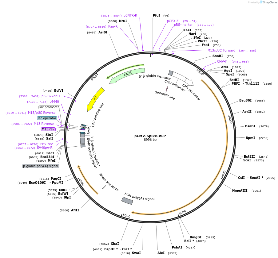 173922-plasmid-map-sequence-id-358853
